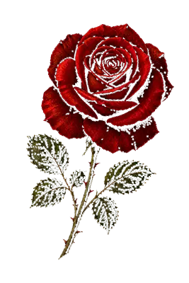 Single red rose with green leaves