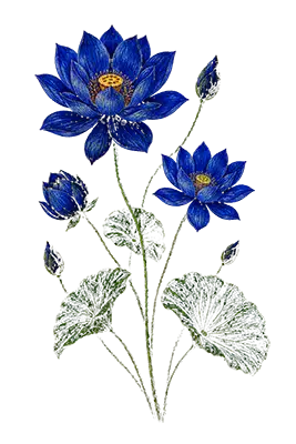 Blue lotus flowers with green leaves. Blue Magick